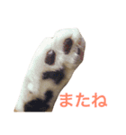 アメリカンカールのルーン（個別スタンプ：16）
