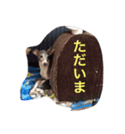 イタグレアンジー1（個別スタンプ：5）