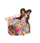 イタグレアンジー1（個別スタンプ：16）