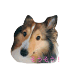 わんわんつぶやき2（個別スタンプ：1）