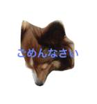 わんわんつぶやき2（個別スタンプ：2）
