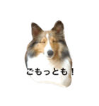 わんわんつぶやき2（個別スタンプ：4）