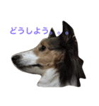 わんわんつぶやき2（個別スタンプ：8）