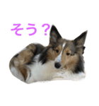わんわんつぶやき3（個別スタンプ：1）