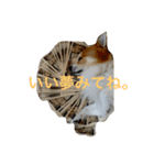 わんわんつぶやき3（個別スタンプ：2）