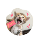 ベンガル子猫達 プラチナムキャット1（個別スタンプ：1）