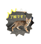 ベンガル子猫達 プラチナムキャット1（個別スタンプ：10）