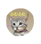 ベンガル子猫達 プラチナムキャット1（個別スタンプ：18）