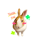 うさぎのミル（個別スタンプ：1）