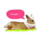 うさぎのミル（個別スタンプ：2）