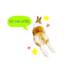 うさぎのミル（個別スタンプ：8）
