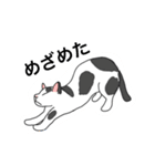 おはなしねこ（個別スタンプ：19）