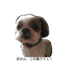 兵庫の甘えたれ犬（個別スタンプ：1）