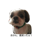 兵庫の甘えたれ犬（個別スタンプ：2）