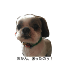 兵庫の甘えたれ犬（個別スタンプ：8）