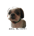 兵庫の甘えたれ犬（個別スタンプ：15）