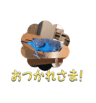 セキセイインコ すいちゃんの日常（個別スタンプ：36）