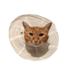 我が家猫（個別スタンプ：1）