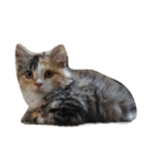 我が家猫（個別スタンプ：3）