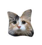 我が家猫（個別スタンプ：8）