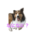 わんわんつぶやき1（個別スタンプ：1）
