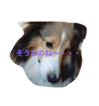 わんわんつぶやき1（個別スタンプ：2）