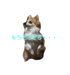 わんわんつぶやき1（個別スタンプ：3）