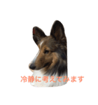 わんわんつぶやき1（個別スタンプ：4）