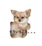 わんわんつぶやき1（個別スタンプ：5）