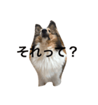 わんわんつぶやき1（個別スタンプ：6）