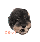 珊瑚君 ver3（個別スタンプ：6）