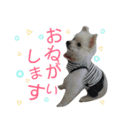 ポメラニアンの蘭丸くん part3（個別スタンプ：14）