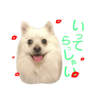 ポメラニアンの蘭丸くん part3（個別スタンプ：19）