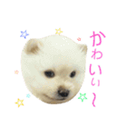 ポメラニアンの蘭丸くん part3（個別スタンプ：23）