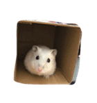 やんちゃハムスター（個別スタンプ：3）