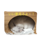 やんちゃハムスター（個別スタンプ：4）