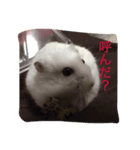 やんちゃハムスター（個別スタンプ：5）