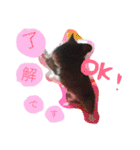 黒いしおちゃん（個別スタンプ：4）