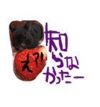 黒いしおちゃん（個別スタンプ：11）
