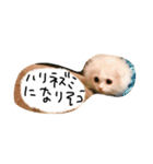 猫のはりくん（個別スタンプ：2）