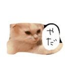 猫のはりくん（個別スタンプ：4）