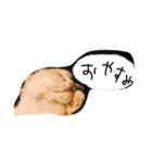 猫のはりくん（個別スタンプ：5）