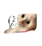 猫のはりくん（個別スタンプ：6）