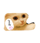 猫のはりくん（個別スタンプ：7）