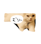 猫のはりくん（個別スタンプ：8）