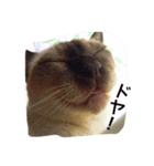 ドヤ顔ねこ！（個別スタンプ：1）