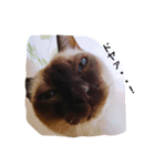 ドヤ顔ねこ！（個別スタンプ：2）