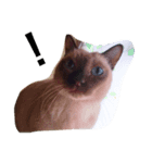ドヤ顔ねこ！（個別スタンプ：3）