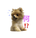 モコモコなワンコ  NO1（個別スタンプ：6）