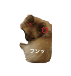 モコモコなワンコ  NO1（個別スタンプ：10）